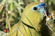 Rock Parrot (Neophema petrophila)
